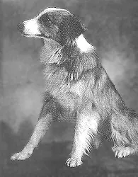 Bobbie the Wonder Dog 1