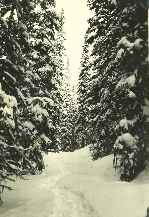 Continental Divide between Spotted Bear and Sun River (44537387971)