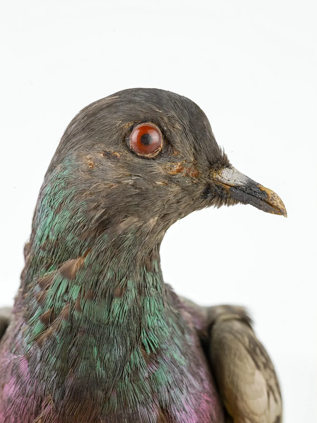 Smithsonian NMAH object nmah 425415, media NMAH-RWS2018-02332-000001 (head and neck close-up)