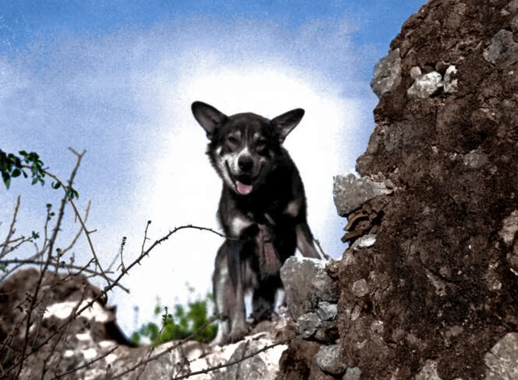 Chips, the war dog (a US Army photo, colorized)
