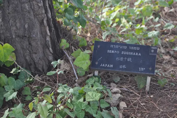 Chiune Sugihara's Plaque at Yad Vashem, Jerusalem