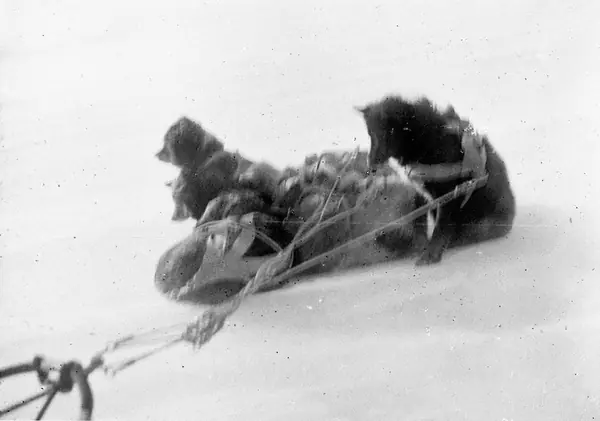 Sledge dogs curled up in a high wind, photographed by Xavier Mertz, 1912