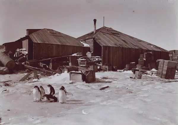 The main hut at Cape Denison, with Adélie penguins, 1912