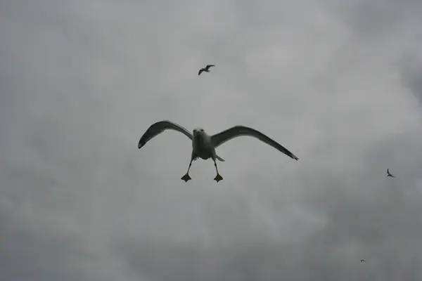 A gull over the Yukon Delta National Wildlife Refuge, Alaska, 2010 (not the gull that landed on Rickenbacker)