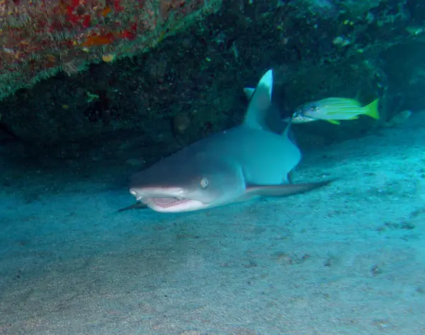 A whitetip reef shark, Guam, 2010 (not at Rickenbacker’s rafts)