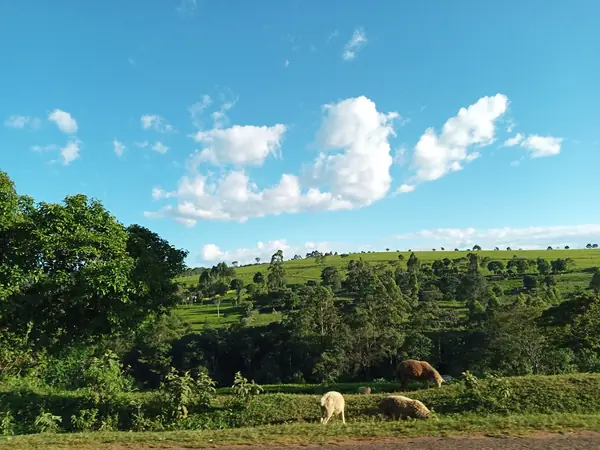 Kaptumo, Nandi County, Kenya, December 31, 2019 (not his school road)