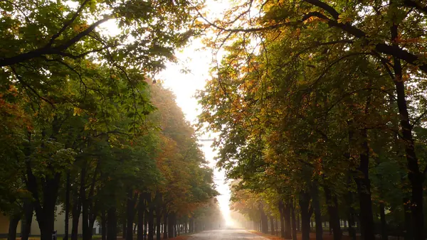 The Hauptallee in Vienna’s Prater park, October 2008 (not the 2019 run)