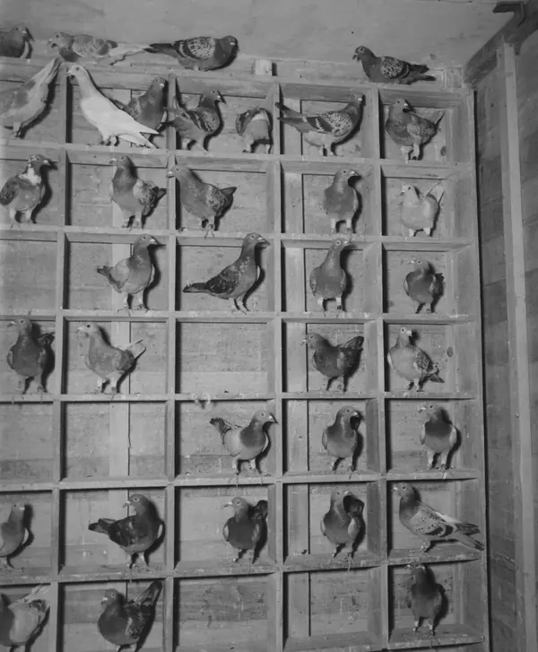 Homing pigeons used by the Ninth US Air Force, Libya, 1943 (not G.I. Joe)