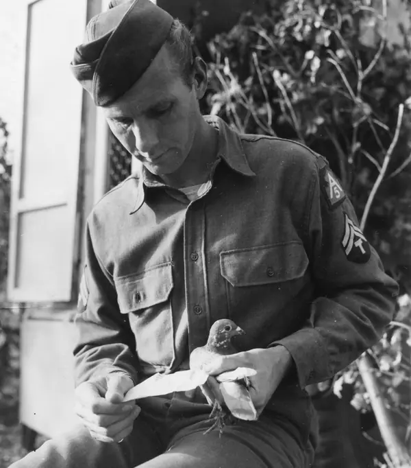 T/5 Cletus H. Moert reads a message just taken from a pigeon’s leg, Pozzilli sector, Italy, December 18, 1943 (not G.I. Joe)