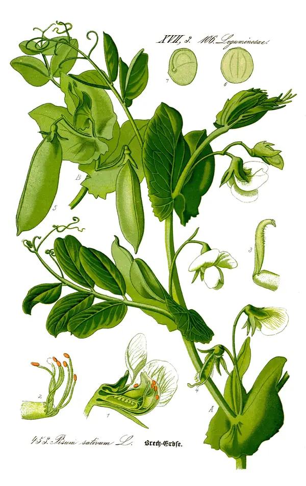 The garden pea, Pisum sativum, from Otto Wilhelm Thomé’s Flora von Deutschland, 1885 (not Mendel’s own)