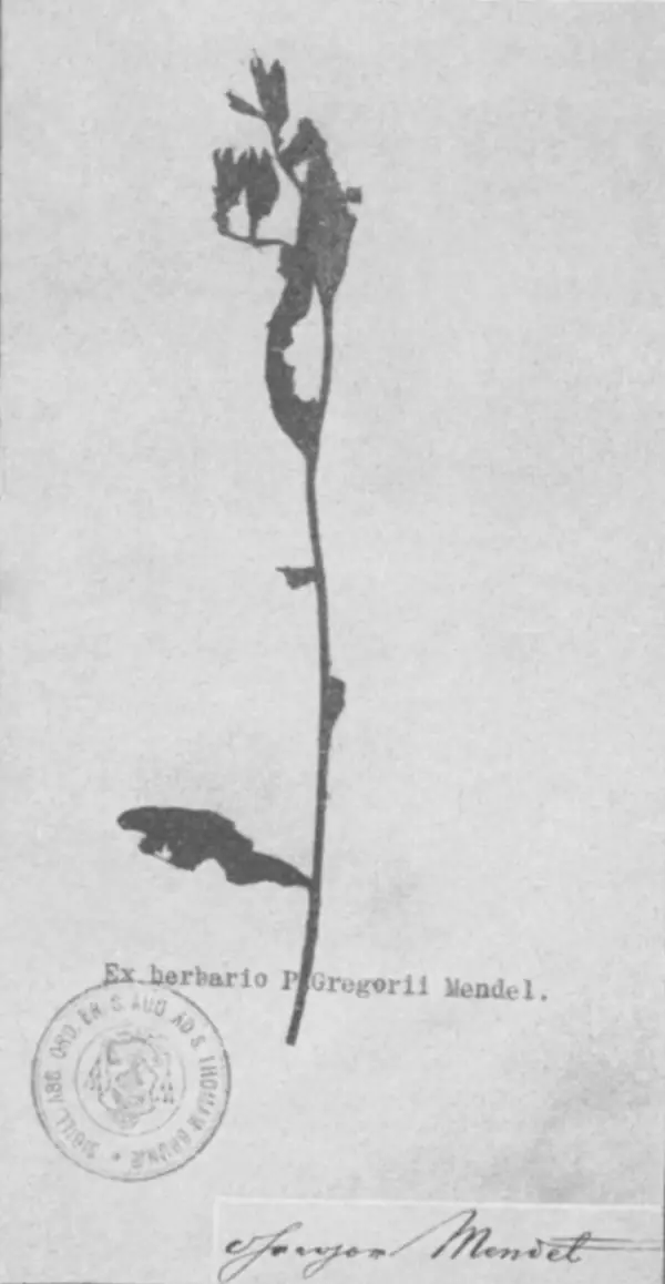 A pea plant from Mendel’s herbarium, with his signature