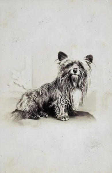 Greyfriars Bobby, albumen print, about 1865 (National Galleries of Scotland)