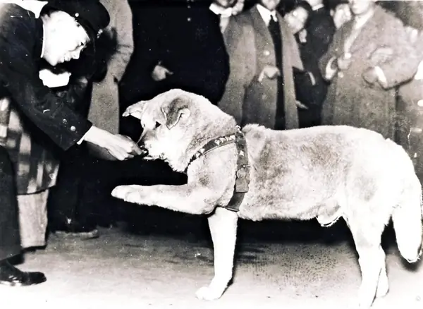 Hachikō giving a paw
