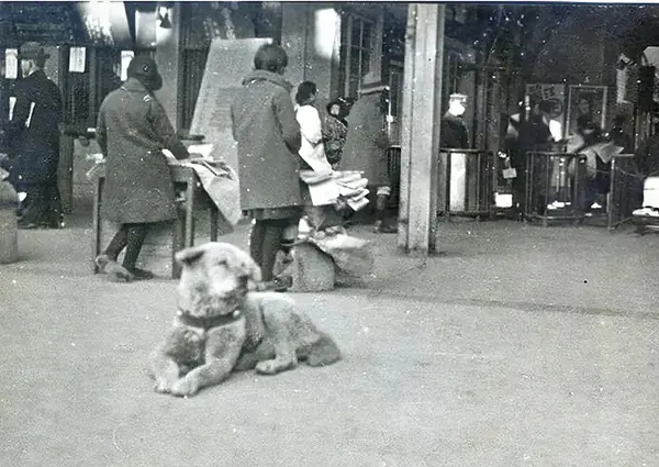 Hachiko on watch.webp