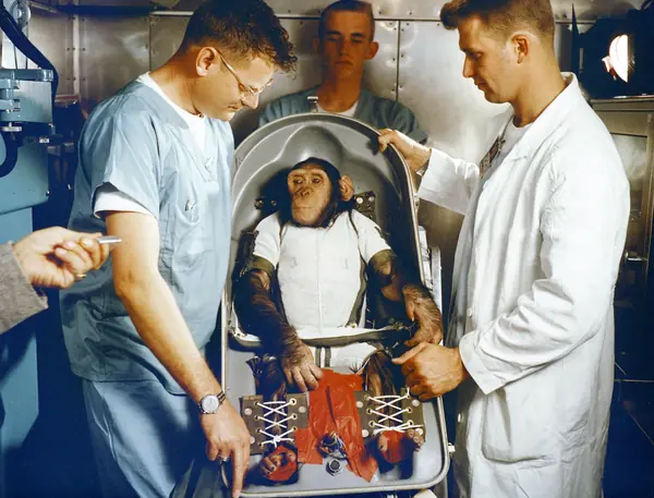 Chimpanzee Ham in Biopack Couch for MR-2 flight MSFC-6100114