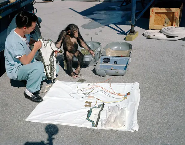 Chimpanzee Ham with flight equipment KSC-61C-0109