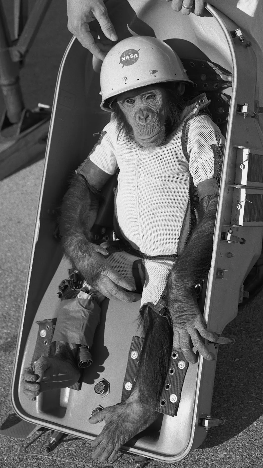 Ham in his flight couch with a NASA helmet, January 1961 (he didn’t wear the helmet in flight)