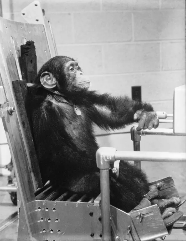 Chimpanzee "Ham" during preflight activity prior to Mercury-Redstone 2 flight (g61-00337)
