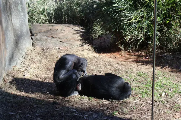 Chimpanzees at the North Carolina Zoo in 2023 (not Ham’s group)