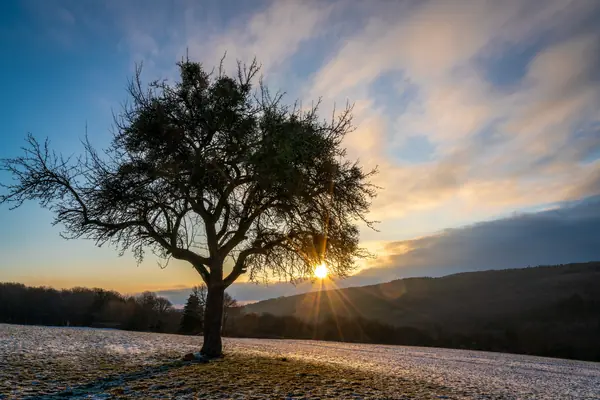 Alter Apfelbaum - old apple tree - Flickr - doerrebachtaler