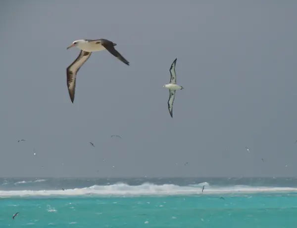 A Laysan albatross in flight, Sand Island, Midway Atoll, 2012 (not a bird from the raft)