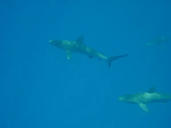 Gray reef sharks, northwestern Hawaiian Islands, 2004 (not the sharks around the raft)