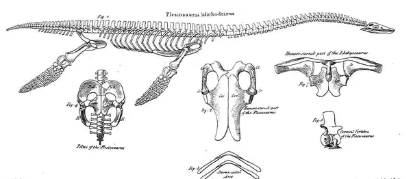 Conybeare Plesiosaur 1824