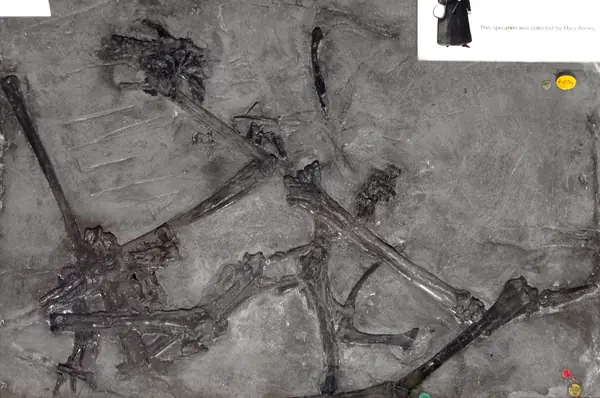Dimorphodon macronyx holotype