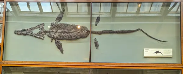 An ichthyosaur, likely Temnodontosaurus platyodon, in the Natural History Museum, London (not the Annings’ 1812 skeleton)