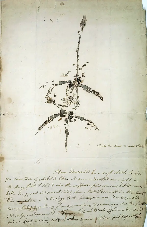Mary Anning Plesiosaurus