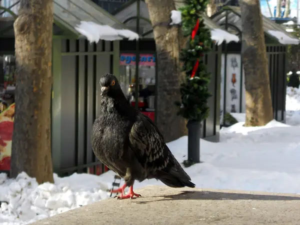 A pigeon in Bryant Park, New York, 2010 (a modern photo, not Tesla’s pigeons)