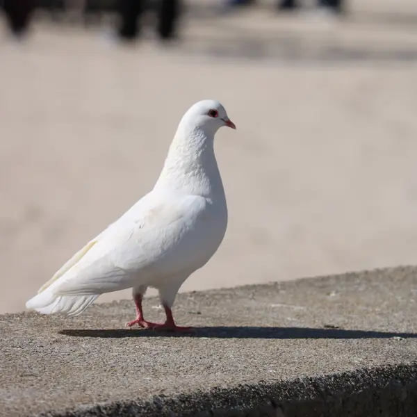 A white pigeon in Palma, 2022 (a modern photo, not Tesla’s bird)