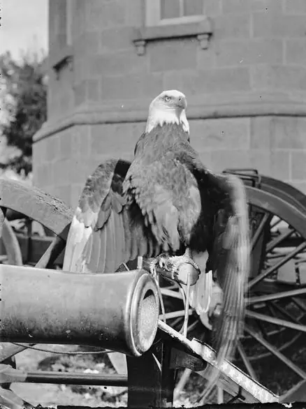 Old Abe on a cannon, wings half spread, before 1881