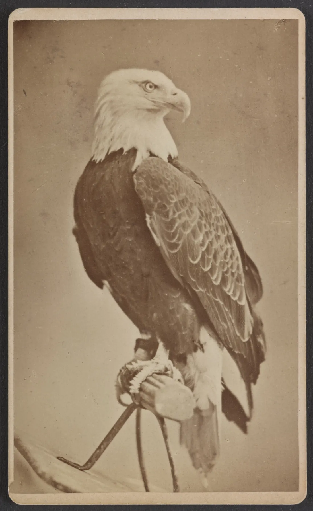 Old Abe, “the live war eagle of Wisconsin,” carte de visite from the 1876 Centennial, with a handler’s hand on his jesses