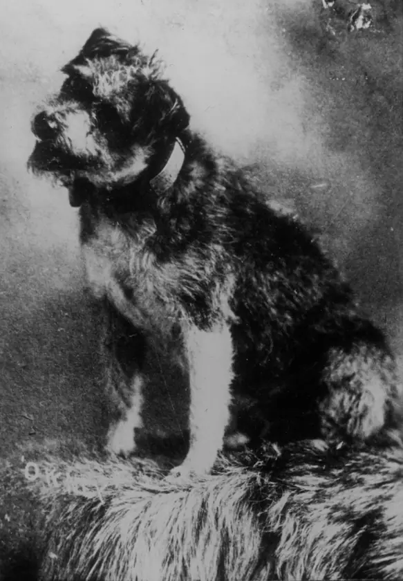Owney