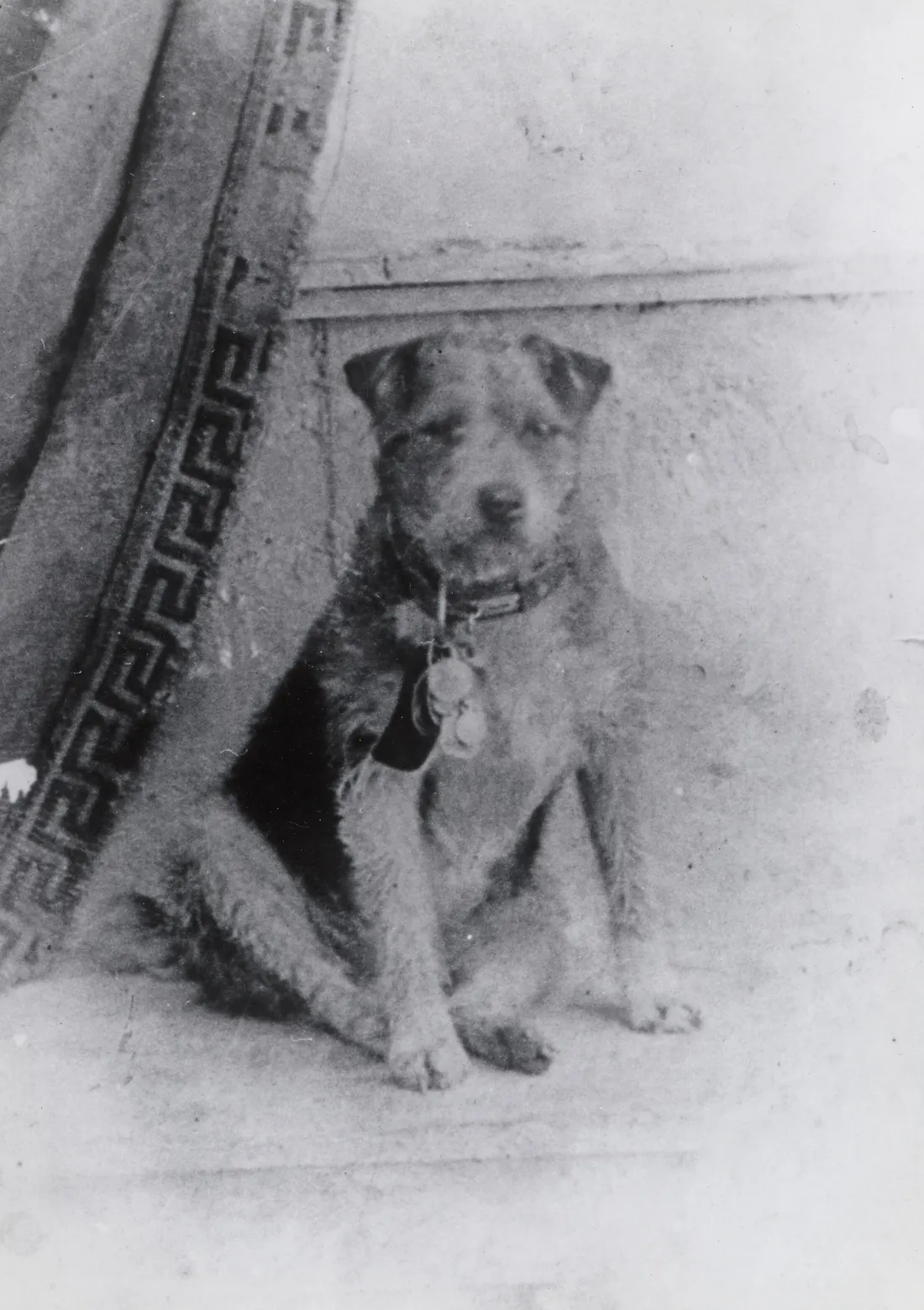Owney (2553028619)