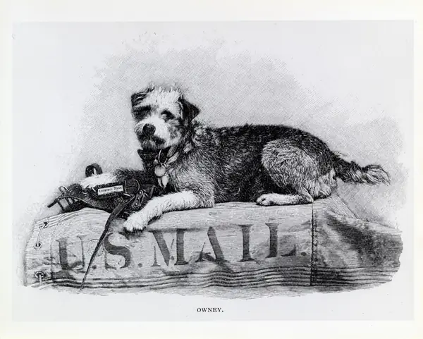 Illustration of Owney on Mail Sack