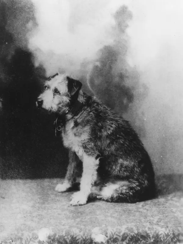 Owney portrait