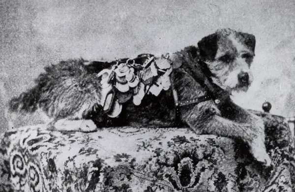 Owney with tags