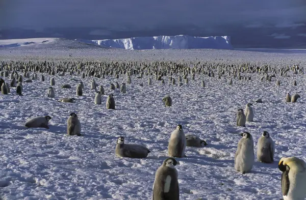 The emperor penguin colony at Atka Bay, Antarctica, 2004 (not the day of the storm)