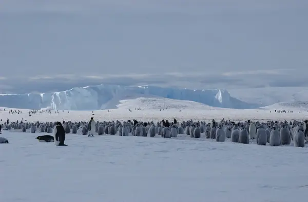 The Atka Bay colony and its chicks, with the ice shelf behind, 2004