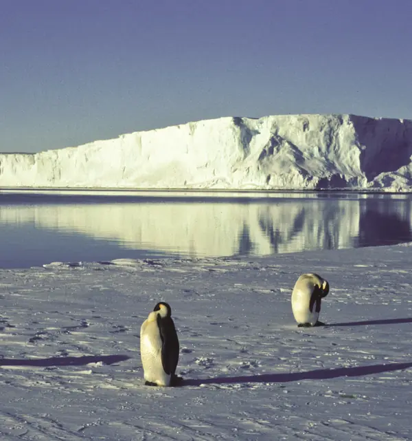 Emperor penguins on the sea ice at Atka Bay, with an iceberg, 2004 (cropped; not the mothers walking home)