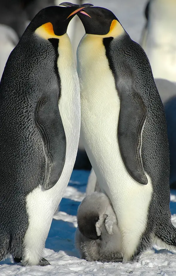 An emperor penguin chick at its parents’ feet, Snow Hill Island, Antarctica, November 3, 2007 (not the Atka Bay penguins)
