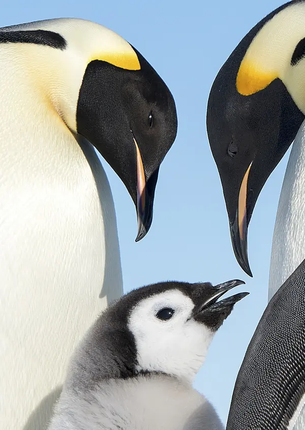 An emperor penguin chick with adults, Gould Bay, Antarctica, December 2, 2013 (not the Atka Bay penguins)