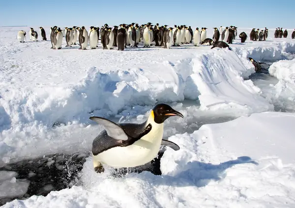 An emperor penguin hopping out of a crack in the sea ice, Gould Bay, Antarctica, December 3, 2013 (not the gully or the steps)