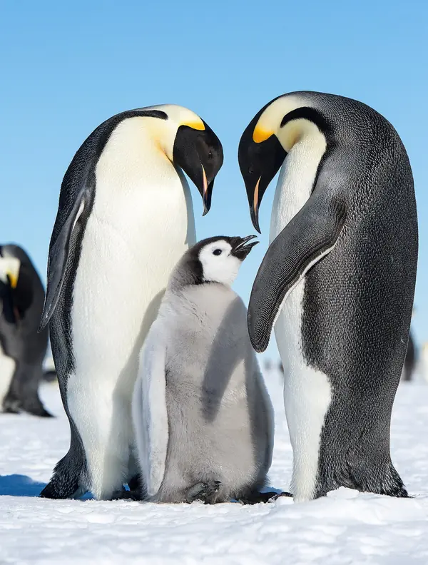 Two emperor penguins and their chick, Gould Bay, Antarctica, December 2, 2013 (not the Atka Bay penguins)