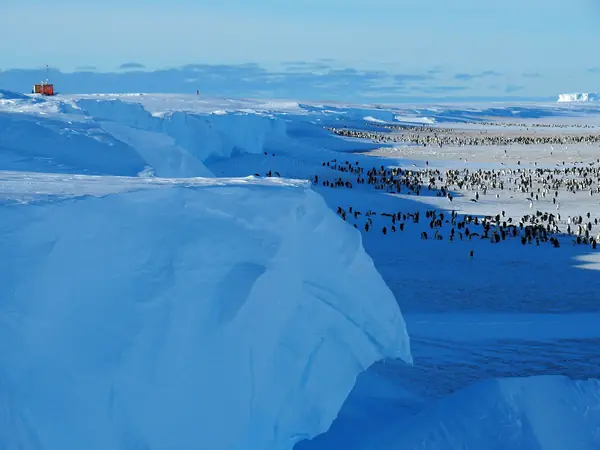 The Atka Bay emperor penguin colony, which the crew filmed, below the edge of the ice shelf, November 30, 2018 (not the gully or the day of the rescue)