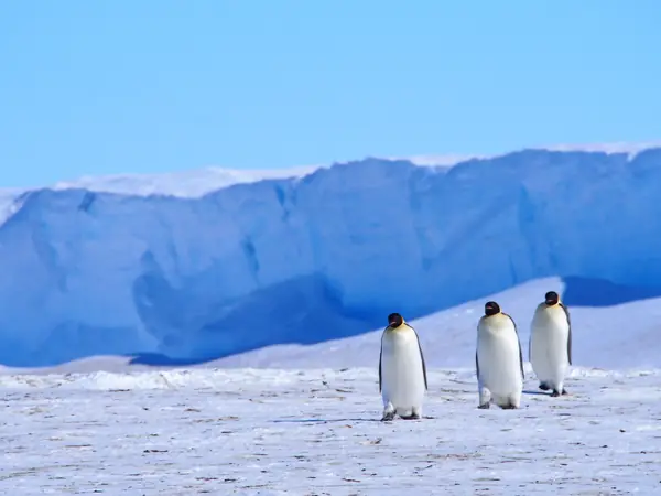 Three emperor penguins walking below the ice-shelf wall at Atka Bay, November 18, 2017 (not the trapped mothers)