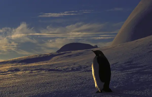 A lone emperor penguin at dusk, Atka Bay, 2004 (not one of the trapped mothers)