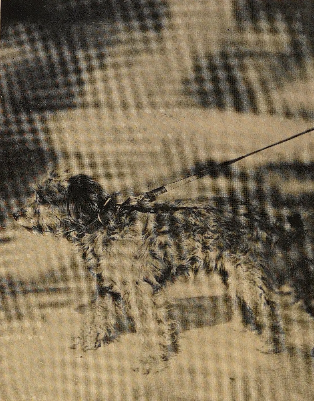 Rags on a leash, 1920s, the frontispiece of Jack Rohan’s book